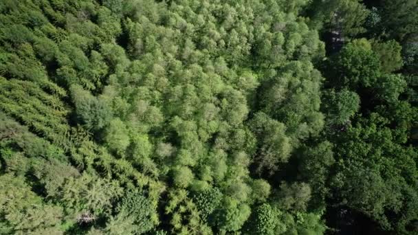 Top Aerial View Green Forest Fir Trees Vegetation Woodland Panning — Vídeo de Stock