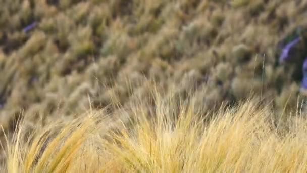 Grasses Moving Wind Comechingones Mountains Slow Motion Villa Merlo San — Video