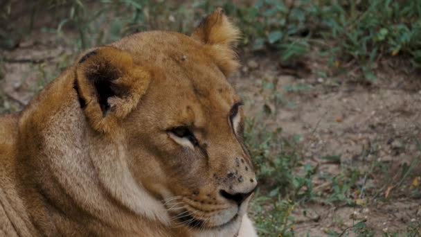 Close Portrait African Lion Relaxing Savannah Africa — Vídeos de Stock