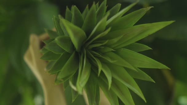 Close Shot Long Narrow Green Leaves Pineapple Hands Black Blurred — Stockvideo