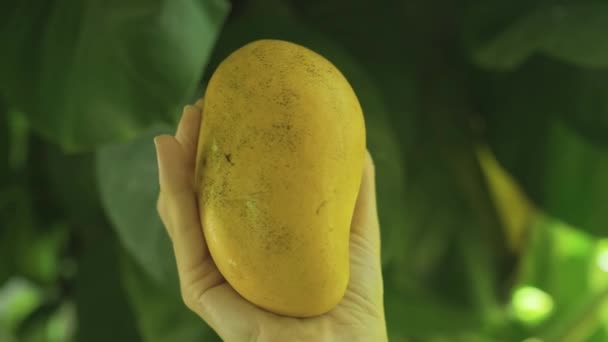 Close Shot Man Hand Rotating Ripe Yellow Mango Fruit Green — Stock video