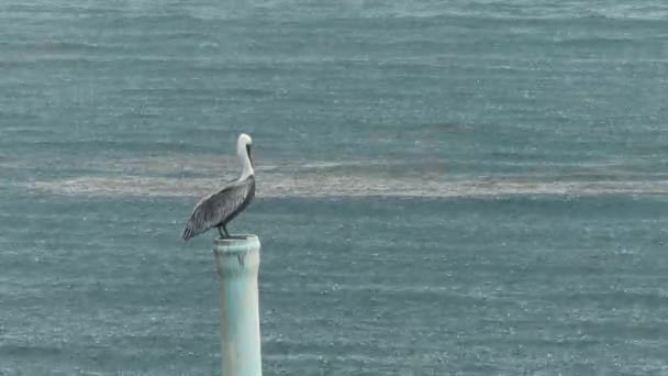 Pelican Debout Sur Tuyau Dans Océan Sous Pluie — Video