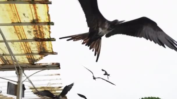 View Flying Frigate Birds Dock Santa Cruz Island Galapagos Slow — Vídeos de Stock