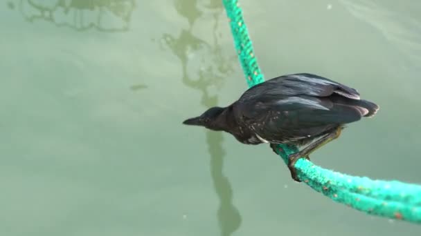 Lava Heron Perched Rope Lunging Water Catch Fish Santa Cruz — Stock Video