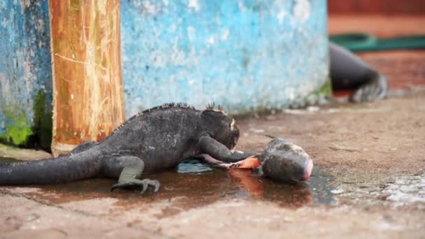 Galpagos Marine Iguana Eating Raw Fish Head Dock Pier Santa — Vídeos de Stock