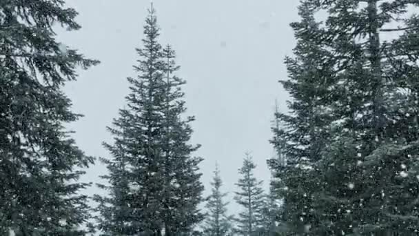 Peaceful Winter Forest Nature Scene Snowflakes Falling Snow Storm Oregon — Video