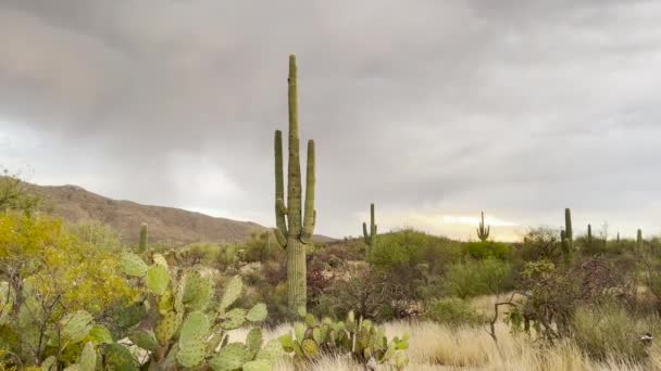 Monsoon Season Arizona Thunderbolt Saguaro Cactus — Stock video