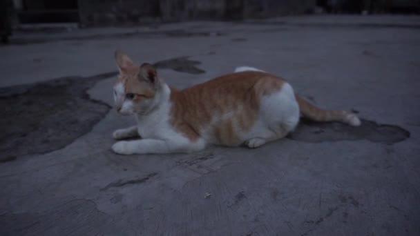 Orang Stray Cat Sitting Street Urban Animals Morning Videos — Vídeos de Stock
