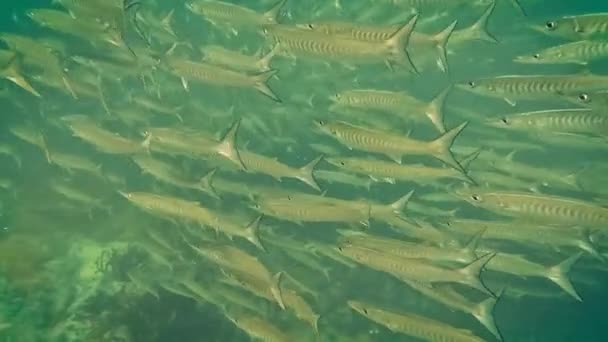 Cinematic View Large School Barracuda Fish — 비디오