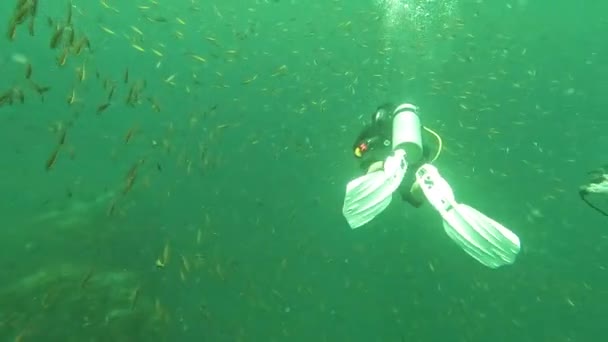 Male Female Scuba Divers Gently Swim Way Very Large School — 图库视频影像