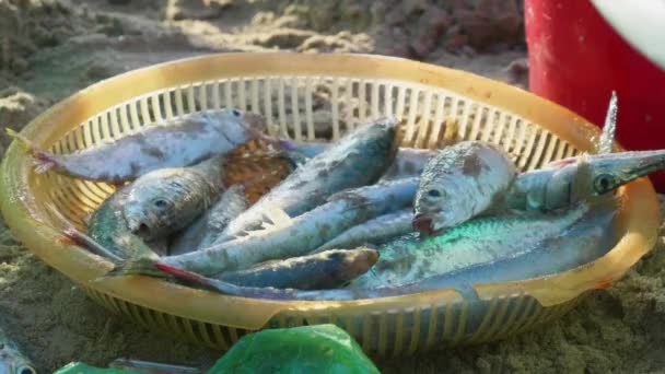 Close Shot Freshly Caught Live Fishes Yellow Basket Sea Beach — Stock Video