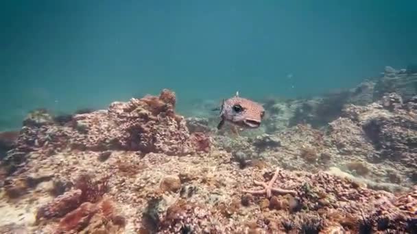 Cinematic Video Beautiful Puffer Guinea Fowl Puffer Fish Underwater — ストック動画