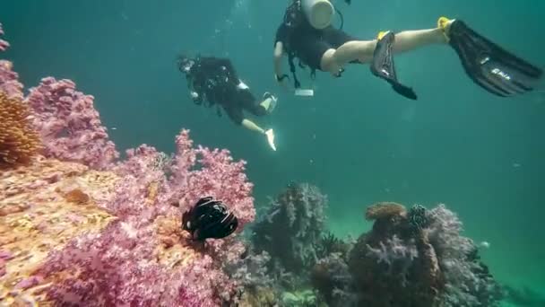 Male Female Scuba Divers Healthy Fit Divers Turquoise Waters Overlooking — 图库视频影像