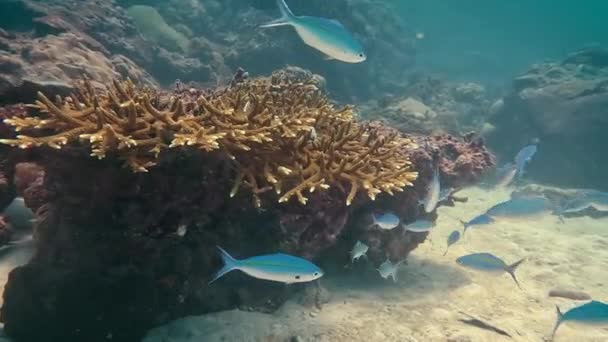 Light Blue Tropical Fish World Renowned Lipe Thailand Calmly Descend — Wideo stockowe