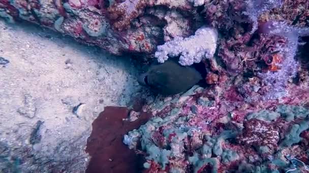 Beautiful Live Purple Coral Surrounds Moral Eel Its Home Habitat — Stock Video