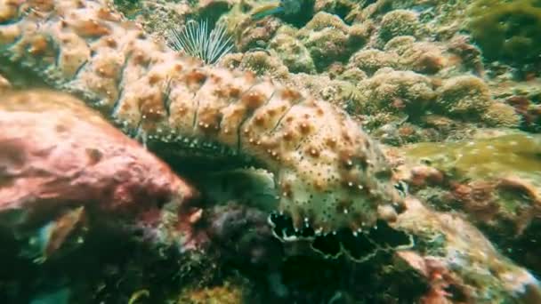 Close Beautiful Sea Cucumber Native Beautiful Undisturbed Tropical Waters Thailand — 图库视频影像