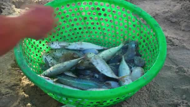 Close Shot Freshly Caught Live Fishes Green Basket Been Sold — Stock Video