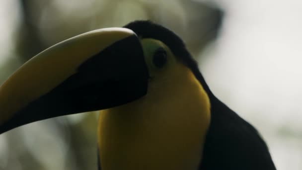 Extreme Closeup Yellow Throated Toucan Shallow Depth Field Macro Shot — Stockvideo