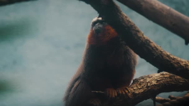 Furry White Tailed Titi Monkey Perching Tree Branches Tropical Forest — Stockvideo