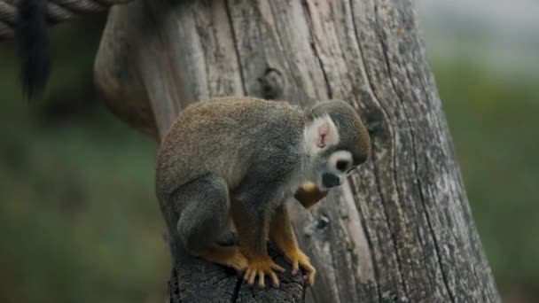 Cute Humboldt Squirrel Monkey Scratching Ears Forest Habitat Ecuador South — Stockvideo