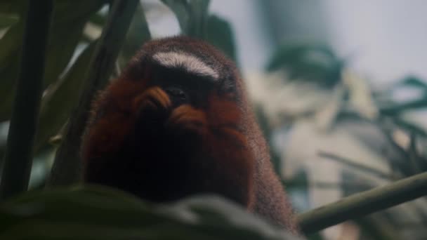 Fruit Eating Primaz Rainforest Titi Cauda Branca Plecturocebus Discolor América — Vídeo de Stock