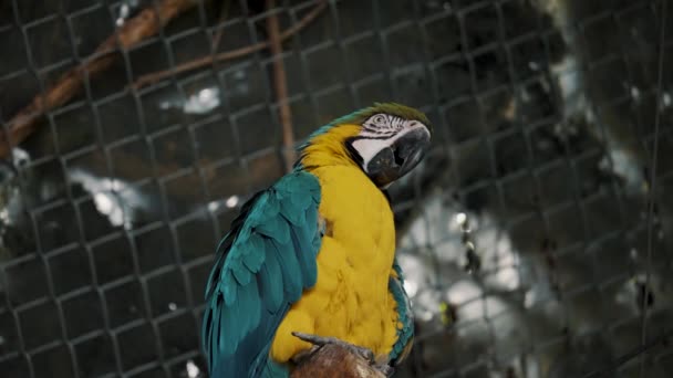 Μπλε Και Κίτρινο Macaw Σκαρφαλωμένο Στο Εσωτερικό Του Στο Ζωολογικό — Αρχείο Βίντεο