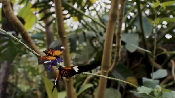 Monarch Butterflies Wild Rainforest Habitat Closeup — Video Stock