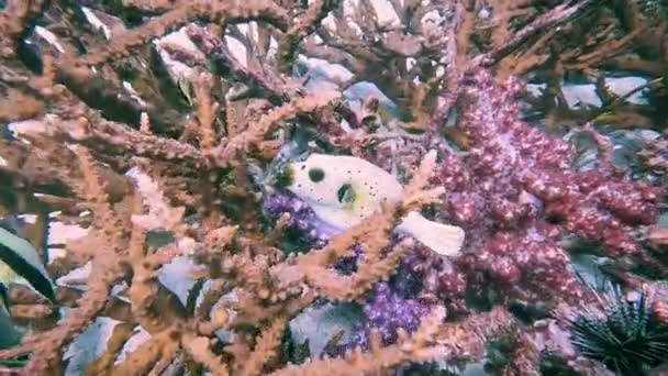 Peaceful Slow Motion Shot Famed Ghost Puffer Fish Gently Navigating — Stock video