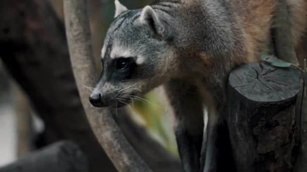 Crab Eating Raccoon Searching Food Perching Mangrove Forest Trees Costa — Stock video