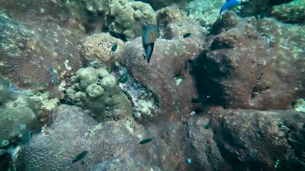 Beautiful Tropical Blue Fish Abound Incredible Macro Dive Film Gliding — Vídeo de stock