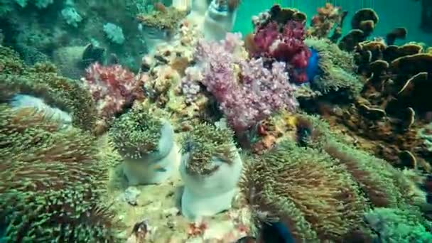 Colorful Undisturbed Coral Reef Paradise Sealife Everywhere Thailand Its Underwater — Stock Video