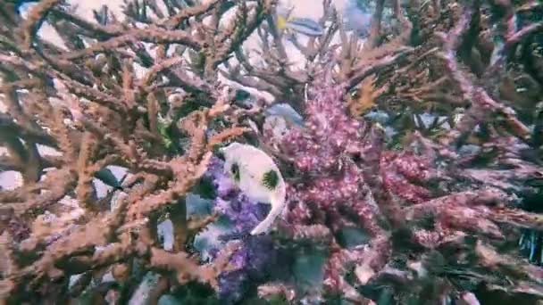 Ghost Puffer Fish Skillfully Navigates Its Way Protective Coral Habitat — Stock videók
