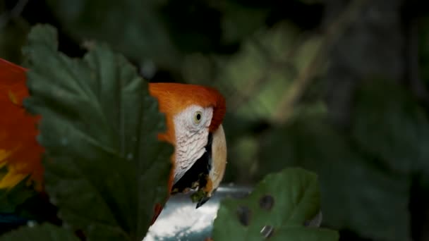 Scarlet Macaw Τρώει Πίσω Από Πράσινο Φυλλαράκι Επιλογή Στιγμιότυπου Εστίασης — Αρχείο Βίντεο