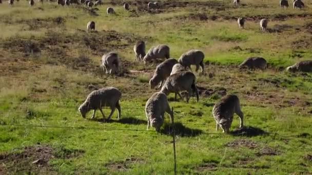 Sheep Farming Central Karoo — Vídeo de stock