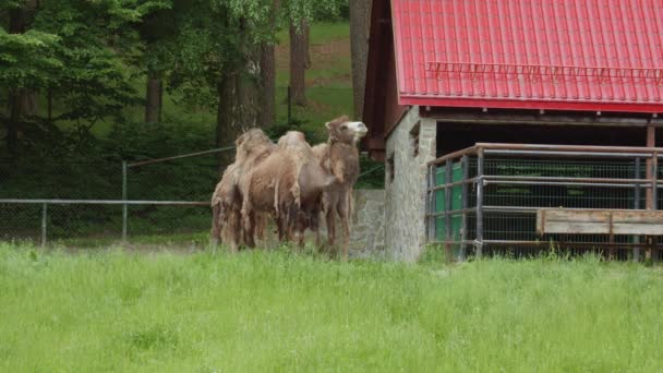 Bactrian Camels Standing Green Grass Gdansk Zoo Poland Wide Shot — Stockvideo