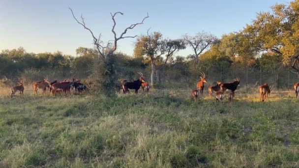 Mixed Sable Antelope Herd South African Game Reserve Sunset Static — Stockvideo