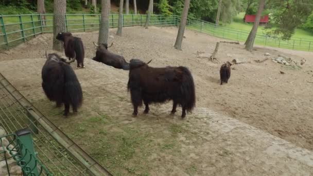 Group Wild Yak Gdask Zoo Poland Wide Shot — 图库视频影像