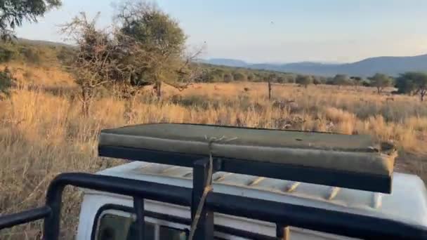 View Open Jeep Running Rough Grassland National Park Golden Wildebeest — Video