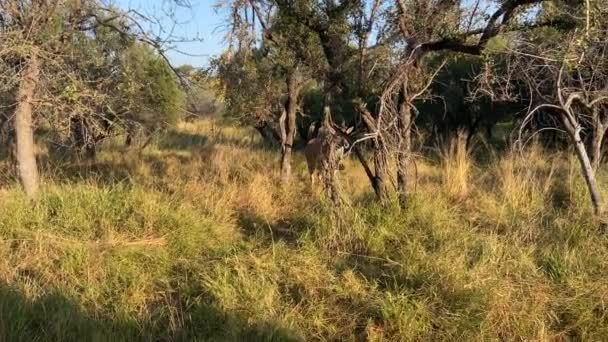 Darted Eland Spiral Horned Antelope Walking Clumsily African Savannah Bush — Stock videók