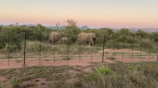 Family African Elephants Feeding Wild Plants Bushes South African National — Stockvideo