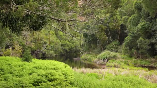 Uvnitř Deštného Pralesa Džungle — Stock video