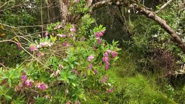 Het Regenwoud Flora — Stockvideo