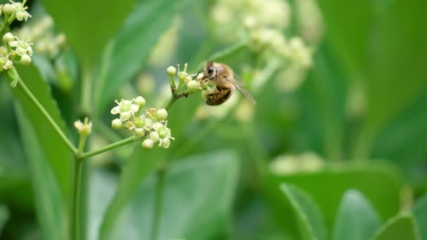 Honey Bee Perched White Blossom Euonymus Japonicus Close — Vídeo de Stock