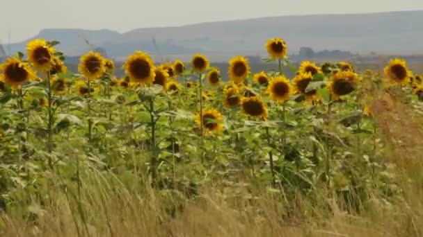 Farming Fields Sunflowers Oil — Stock videók