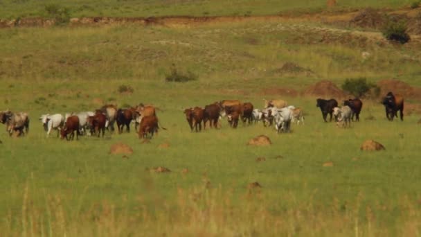 Rinder Schlängeln Sich Durch Die Felder — Stockvideo