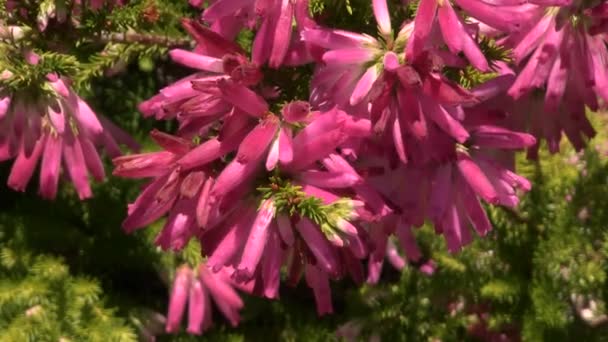 Erica Groeit Botanische Tuin — Stockvideo