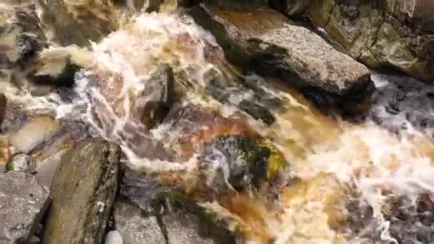 Mountain Stream Rain Forest — Vídeo de stock