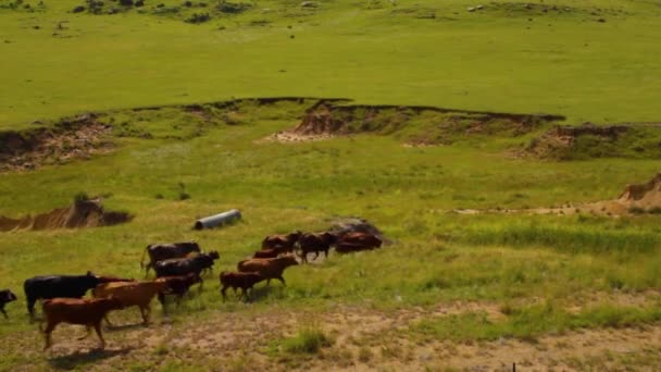 Krávy Pasoucí Velkých Pastvinách — Stock video