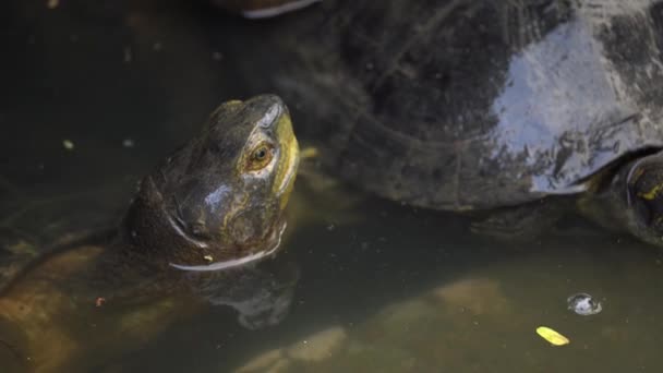 Close Shot Yellow Headed Temple Turtle Water Lumpini Park Bangkok — Video