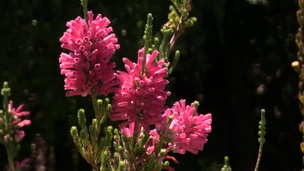 Erica Groeit Botanische Tuin — Stockvideo